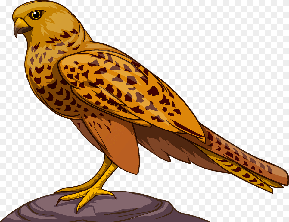 Falcon Clipart, Animal, Bird, Kite Bird, Hawk Free Transparent Png
