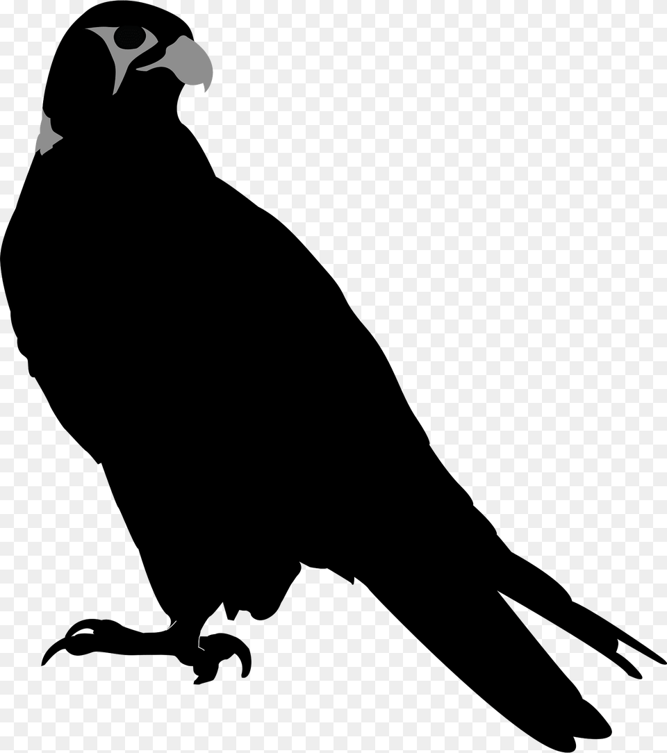 Falcon Clipart, Animal, Bird, Penguin, Blackbird Free Png