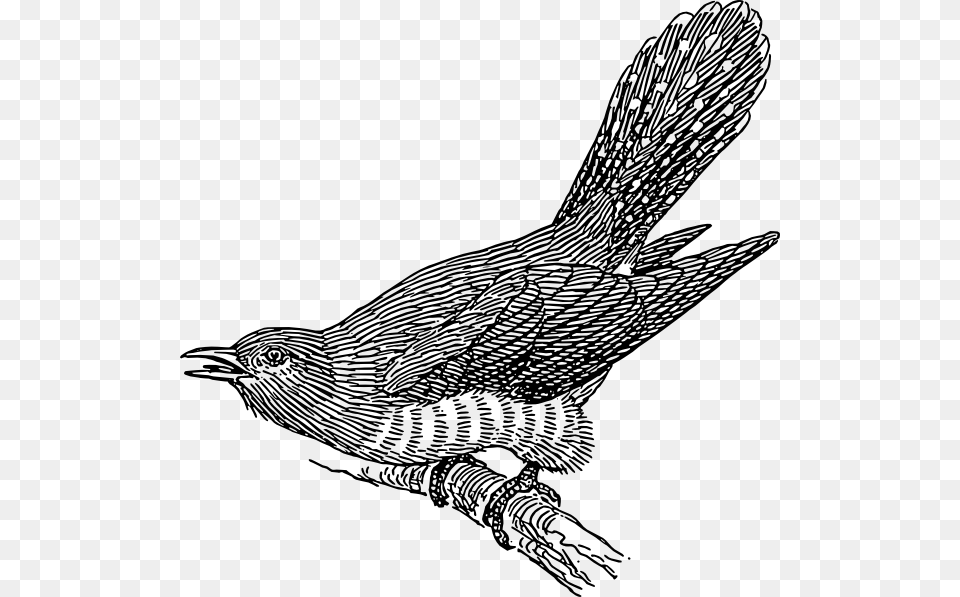 Falcon Clipart Cuckoo Bird Falcon Cuckoo Bird, Animal, Blackbird, Wren, Art Free Transparent Png