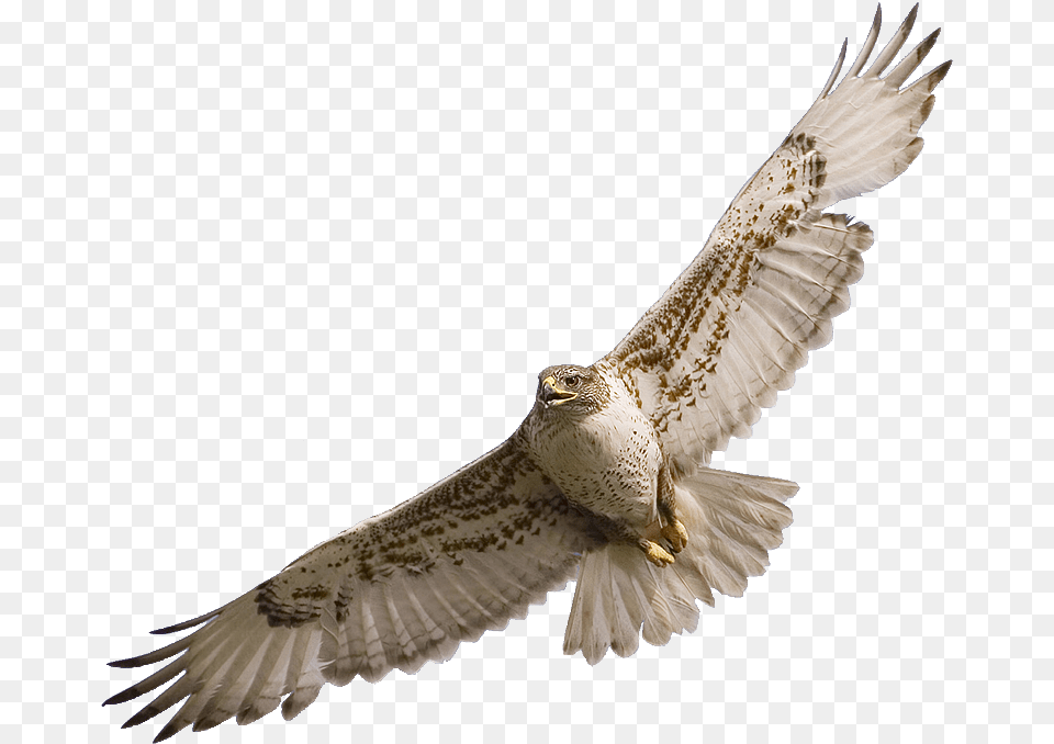 Falcon Clipart Hawk Flying, Animal, Bird, Vulture, Buzzard Png