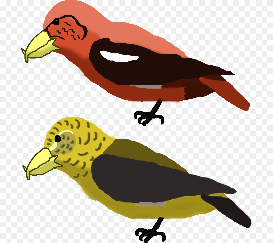 Falcon Clipart Oriole Bird Transparent Fandom, Animal, Beak, Finch, Person Png
