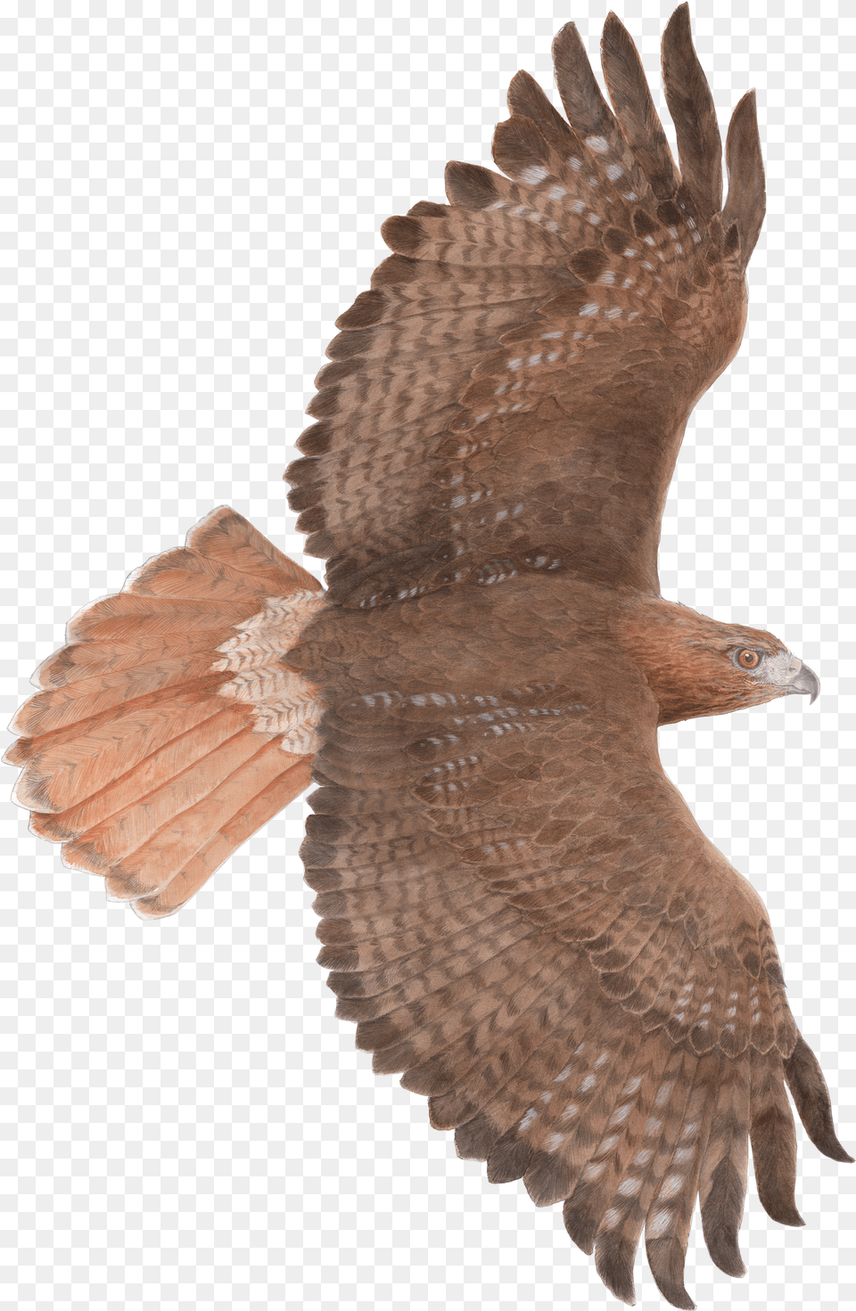 Falcon Clipart Red Tailed Hawk Hawks Png