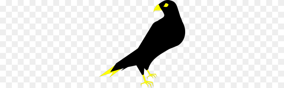 Falcon Cliparts, Animal, Bird, Blackbird, Beak Free Png