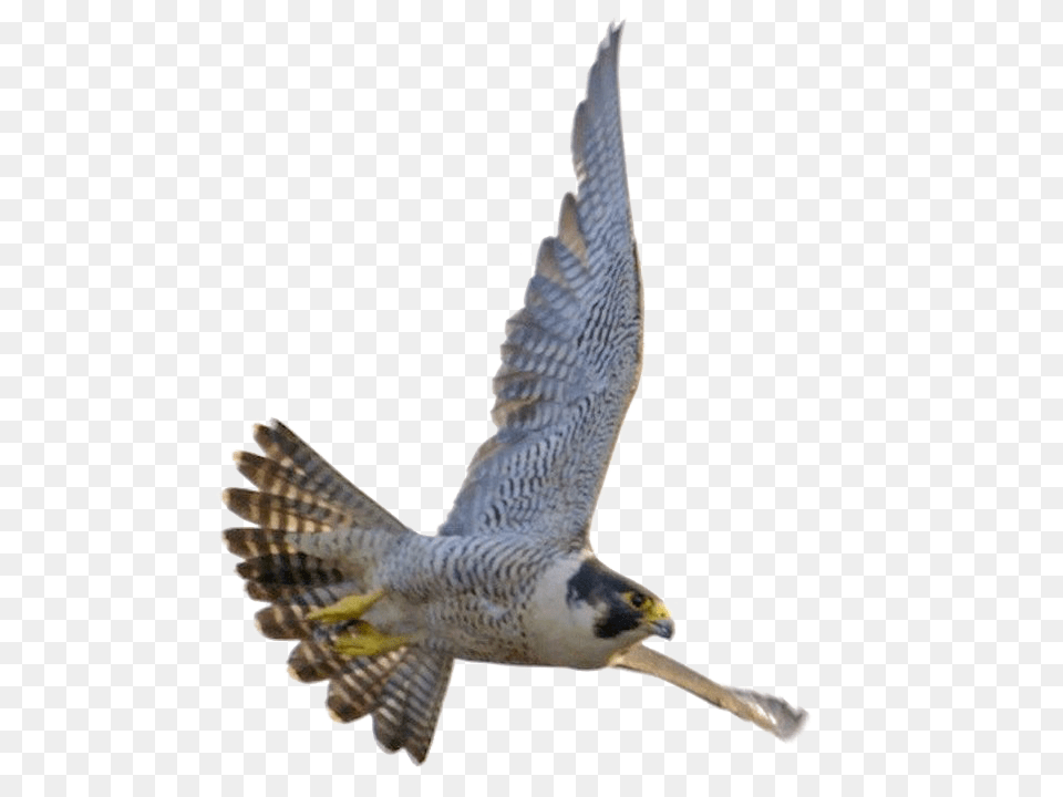 Falcon Download Transparent Saudi Arabia Peregrine Falcon, Accipiter, Animal, Bird, Beak Free Png