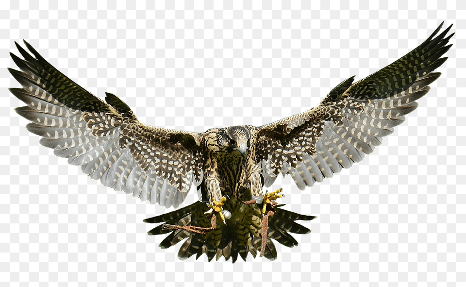 Falcon Falcon Animal, Bird, Vulture, Accipiter, Buzzard Free Png Download