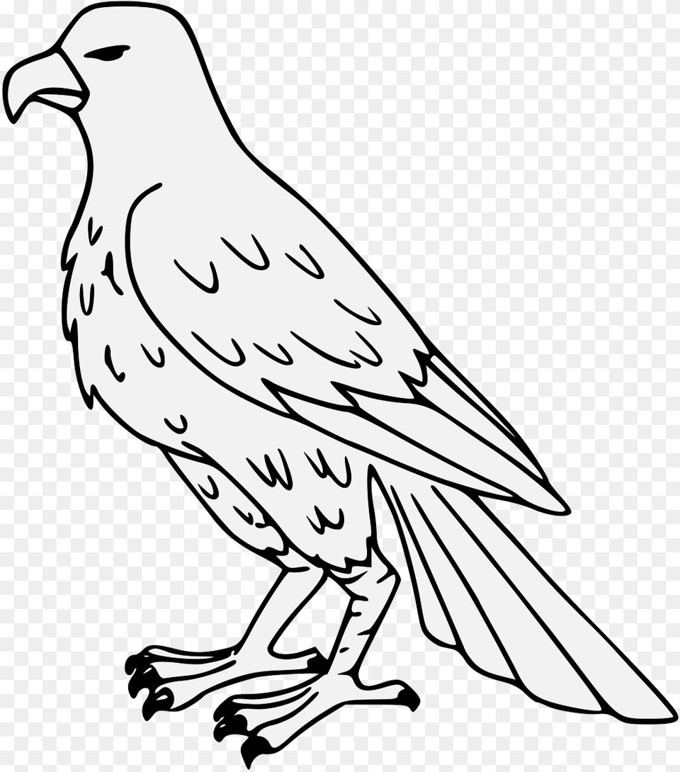Falcon Falcon Drawing, Stencil, Animal, Beak, Bird Png Image