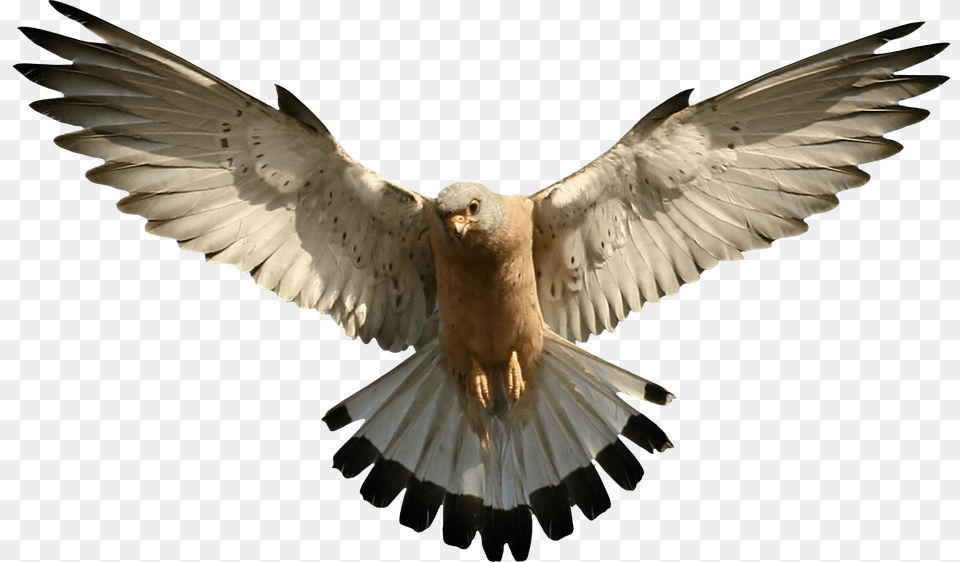 Falcon Flying, Animal, Bird, Pigeon Free Transparent Png