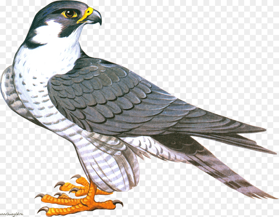 Falcon Falcon Clipart Free Png Download