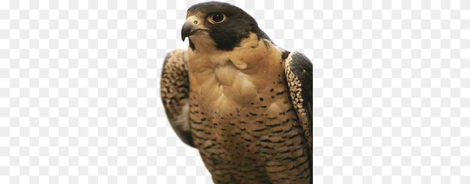 Falcon Icon Northwest Territories National Animal, Beak, Bird, Hawk, Accipiter Free Png