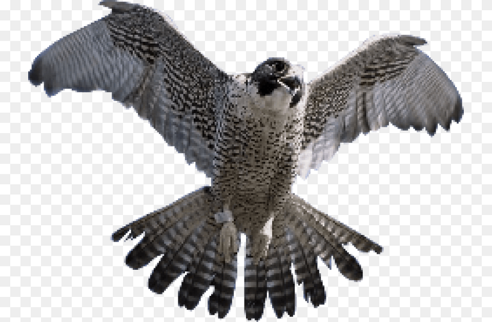 Falcon Images King Sindbad And The Falcon, Animal, Beak, Bird, Vulture Free Png