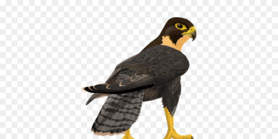 Falcon Images Transparent Falcon Transparent, Animal, Bird, Hawk, Accipiter Png Image
