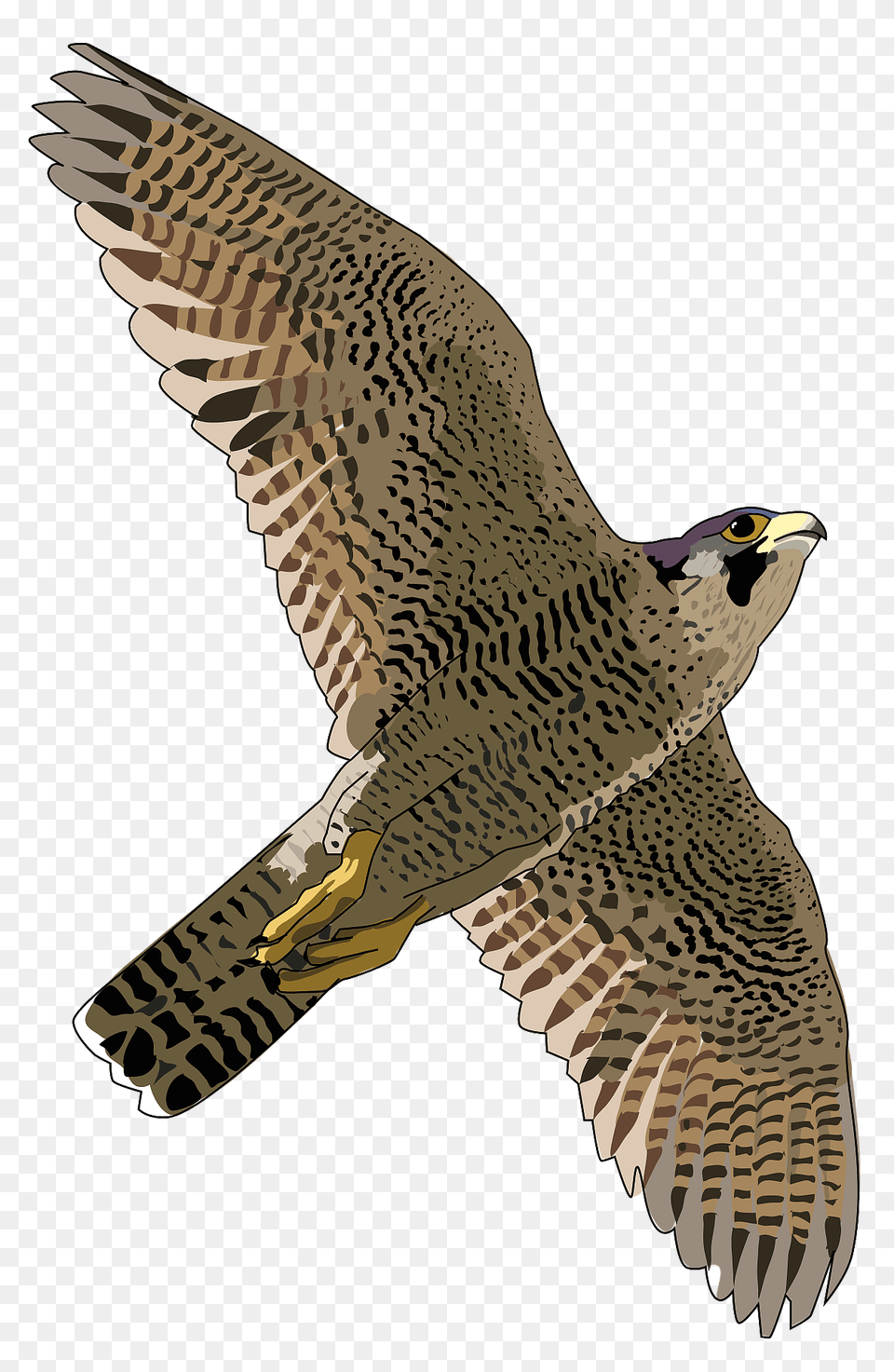 Falcon In Flight Clipart, Accipiter, Animal, Bird, Hawk Png