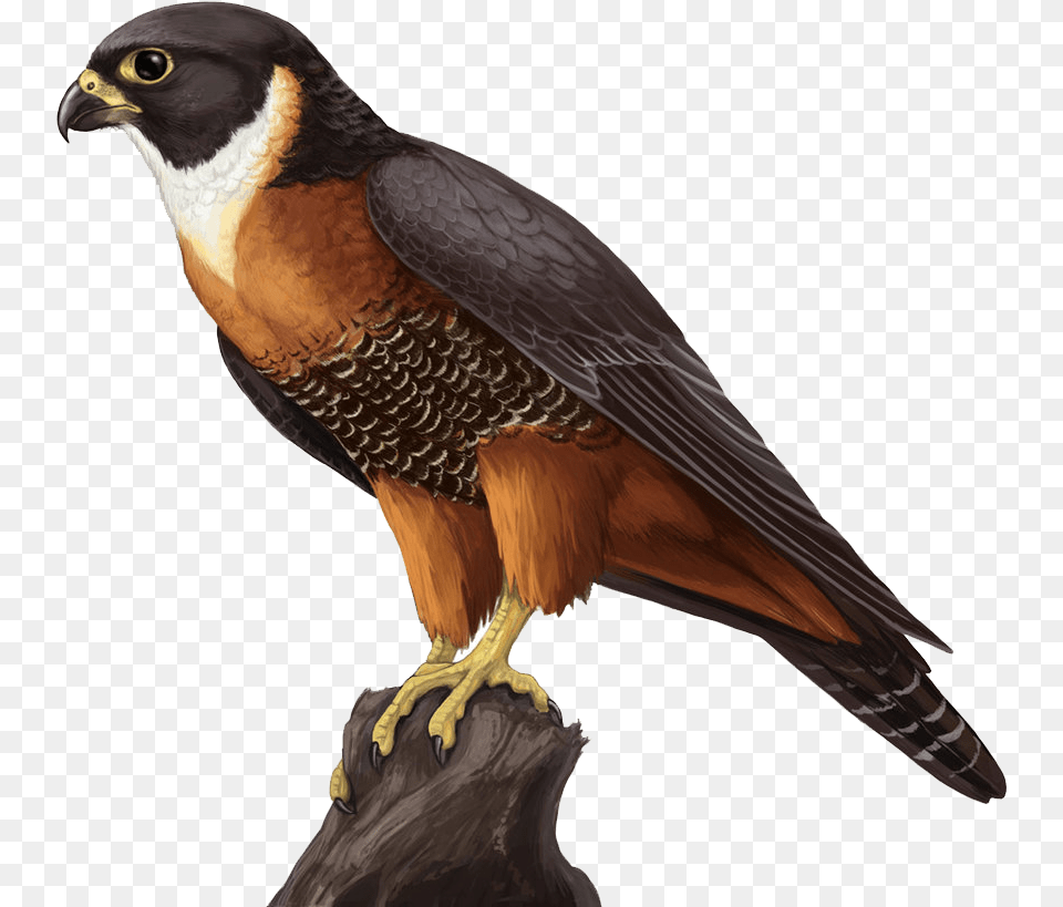 Falcon Orange Breasted Falcon Face, Animal, Bird, Kite Bird, Accipiter Free Png Download