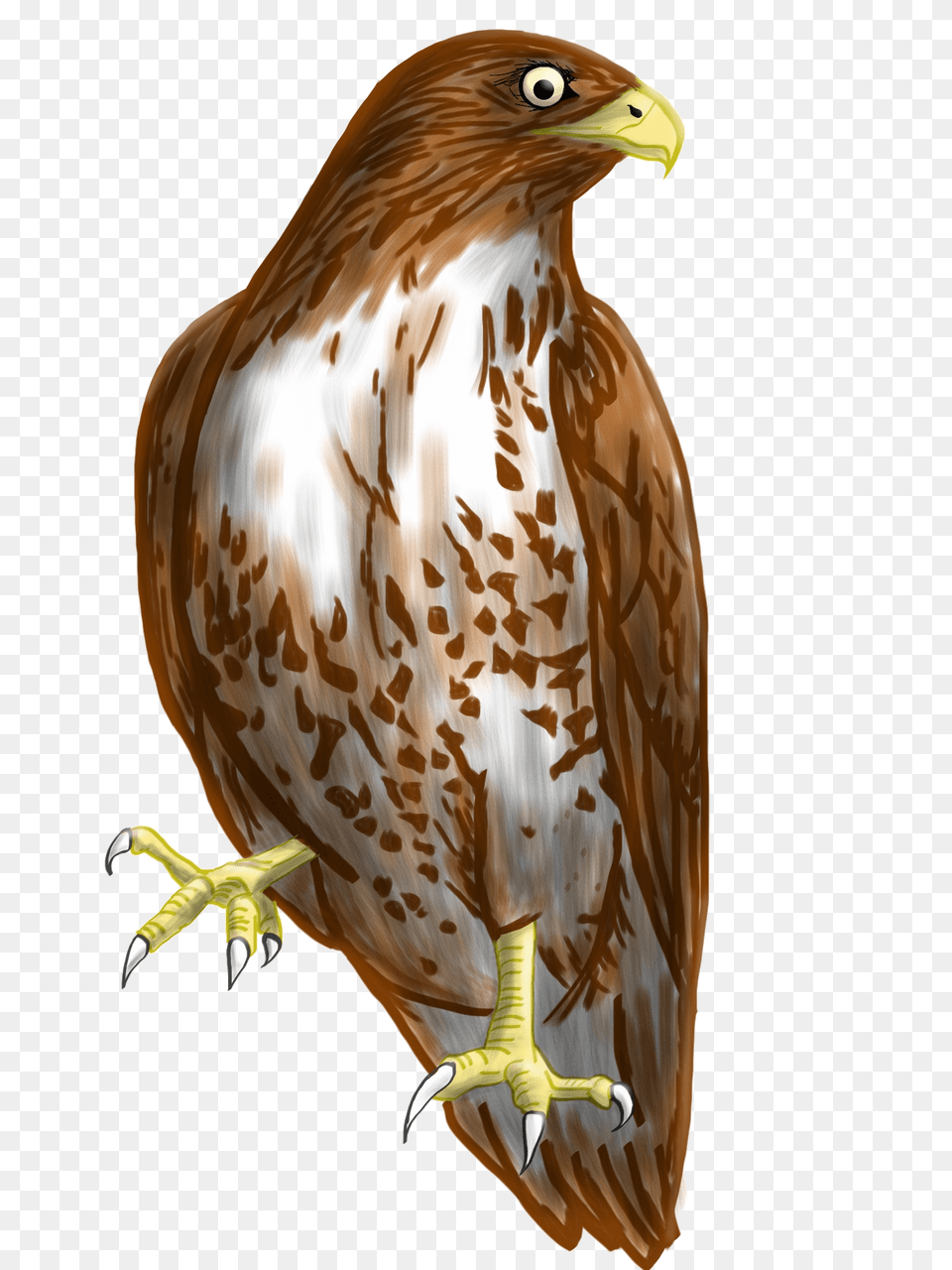 Falcon Picture Hawk Clipart Background, Animal, Bird, Buzzard, Kite Bird Png