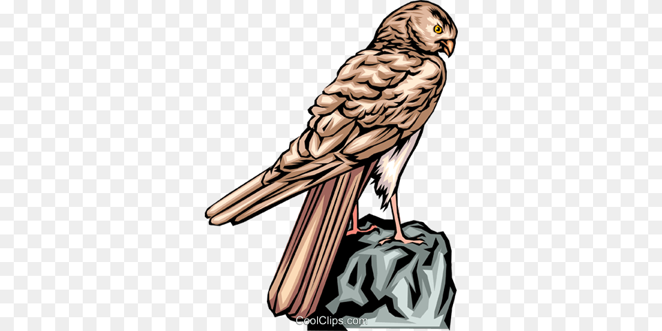 Falcon Royalty Free Vector Clip Art Illustration, Animal, Bird, Kite Bird, Accipiter Png Image