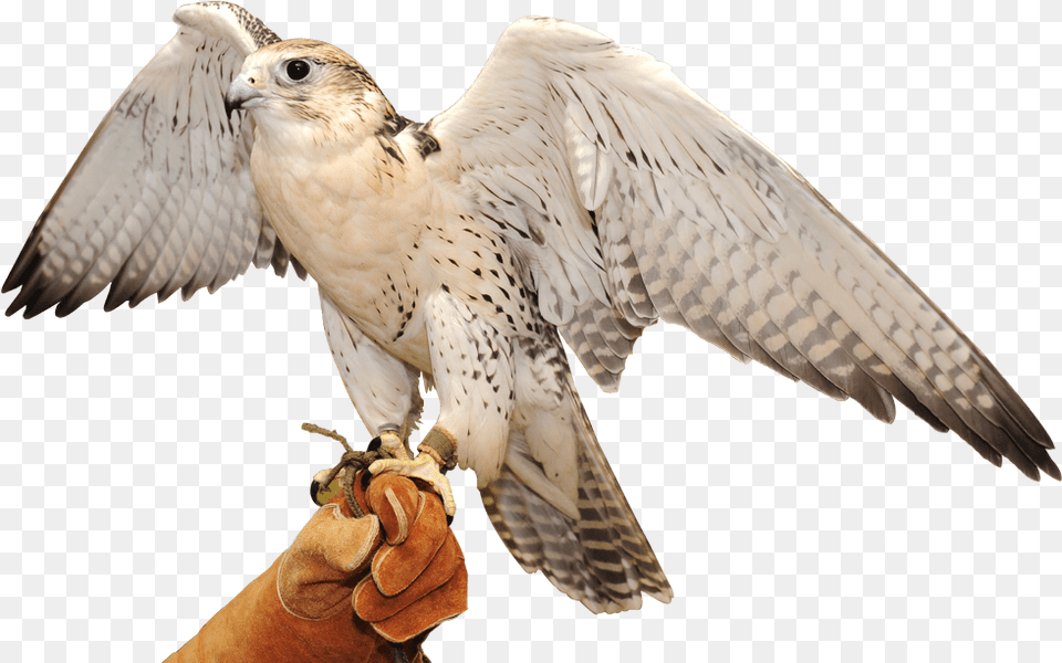Falcon Service Falcon Abu Dhabi, Animal, Beak, Bird, Buzzard Free Png