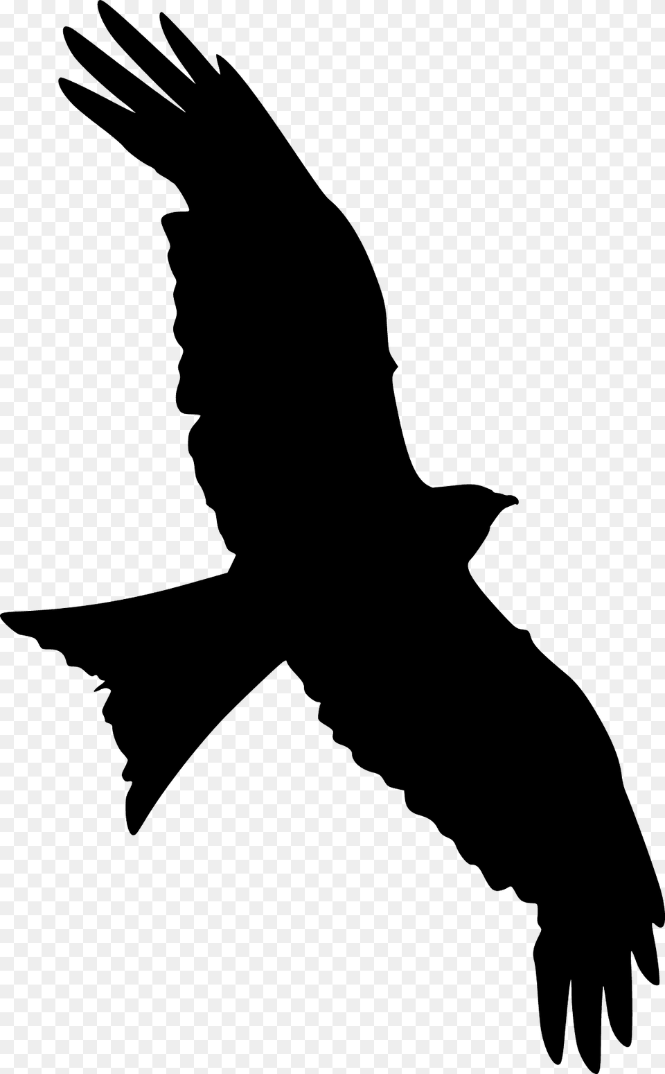 Falcon Silhouette, Animal, Bird, Flying, Kite Bird Png