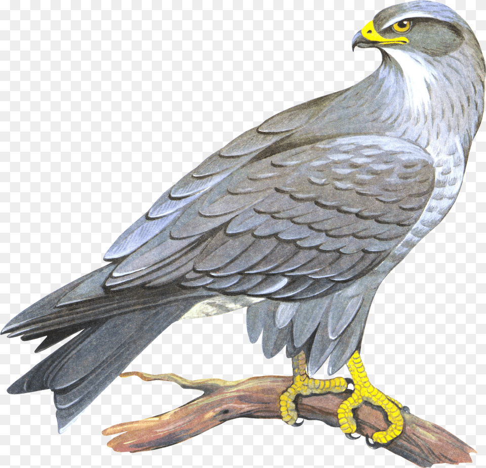 Falcon Sokol, Animal, Bird, Kite Bird, Buzzard Png Image