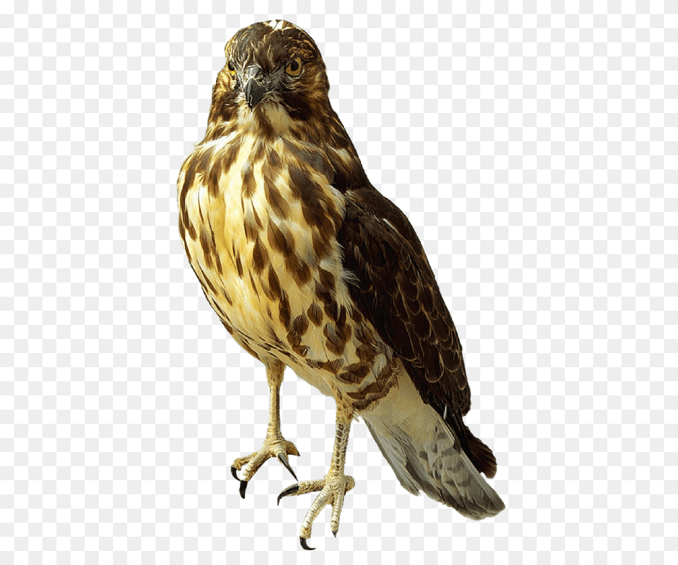 Falcon Standing, Animal, Bird, Buzzard, Hawk Free Png Download