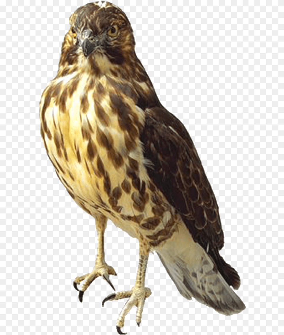 Falcon Transparent, Animal, Bird, Buzzard, Hawk Free Png