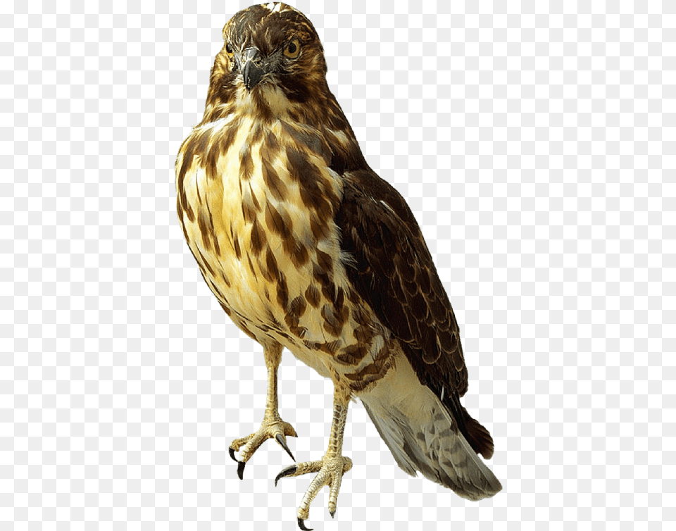 Falcon Transparent Falcon, Animal, Bird, Buzzard, Hawk Free Png