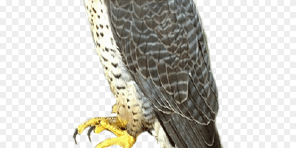 Falcon Transparent Falcon, Animal, Beak, Bird, Accipiter Free Png