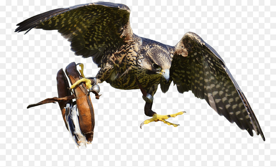Falcon Transparent Falcon Bird Transparent, Animal, Beak, Buzzard, Hawk Free Png Download
