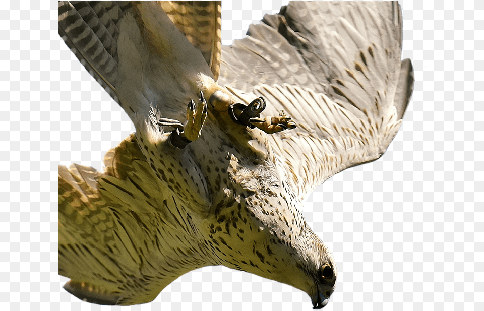 Falcon Transparent Bird Of Prey, Animal, Buzzard, Hawk, Vulture Png Image
