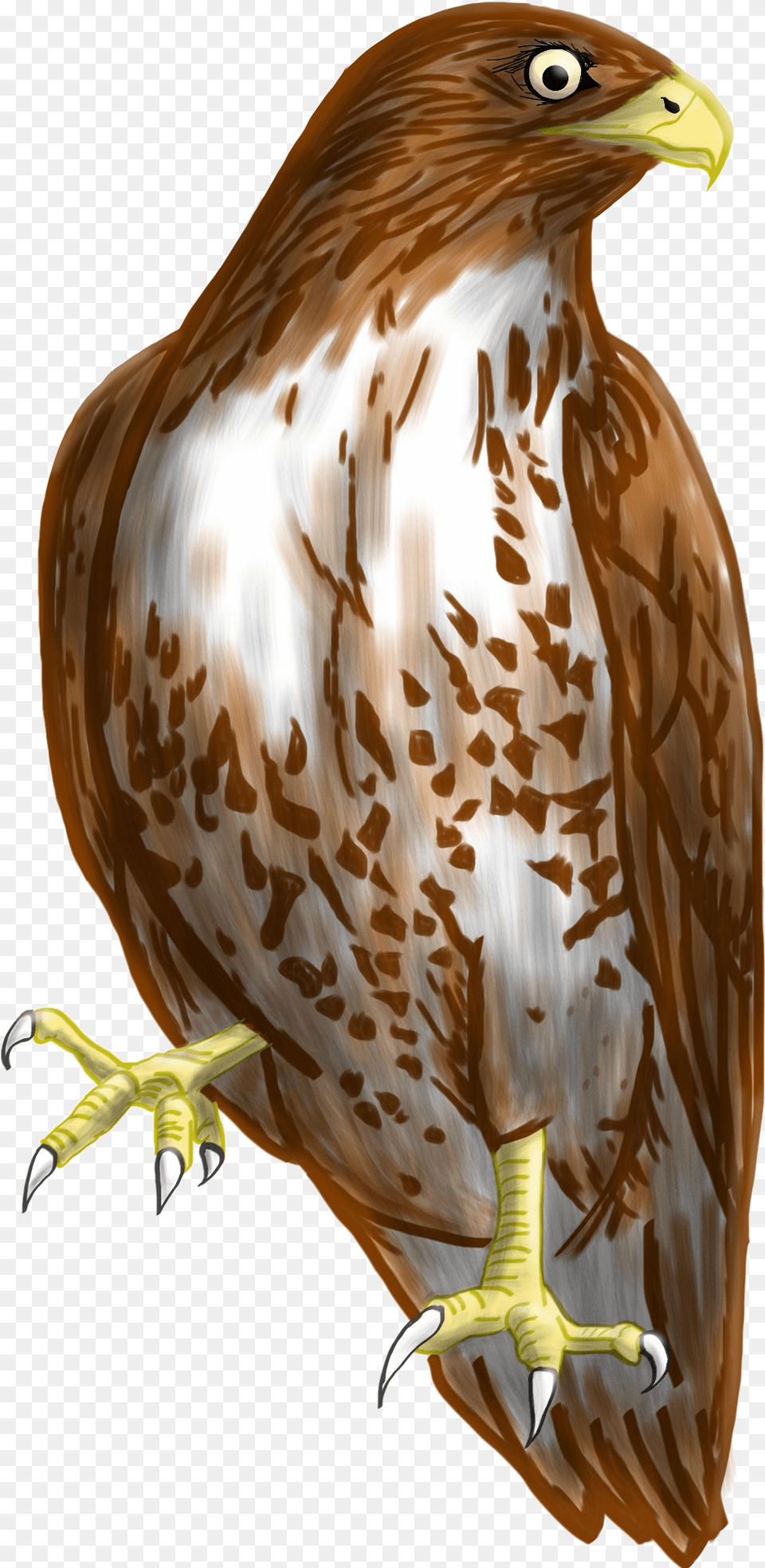 Falcon Transparent Picture Hawk Clipart, Animal, Bird, Buzzard, Kite Bird Png