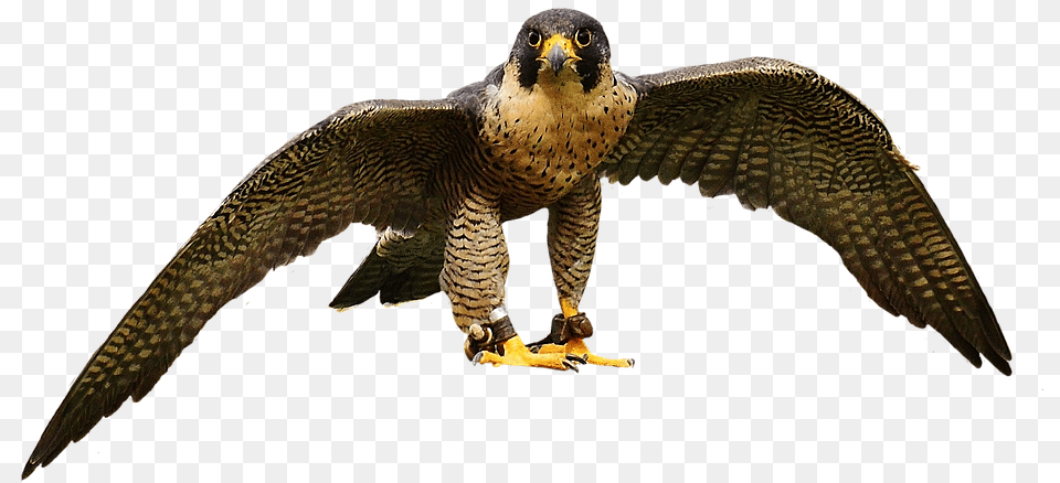 Falcon Wing Bird Of Prey Bird Peregrine Falcon, Accipiter, Animal, Beak, Hawk Free Png Download