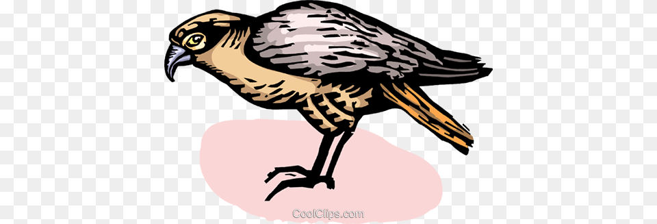 Falcons Royalty Vector Clip Art Illustration, Animal, Bird, Hawk, Vulture Png