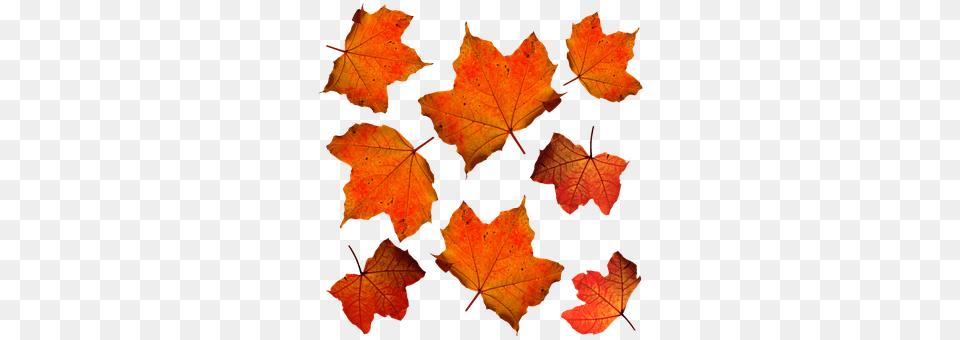 Fall Leaf, Maple, Plant, Tree Free Png