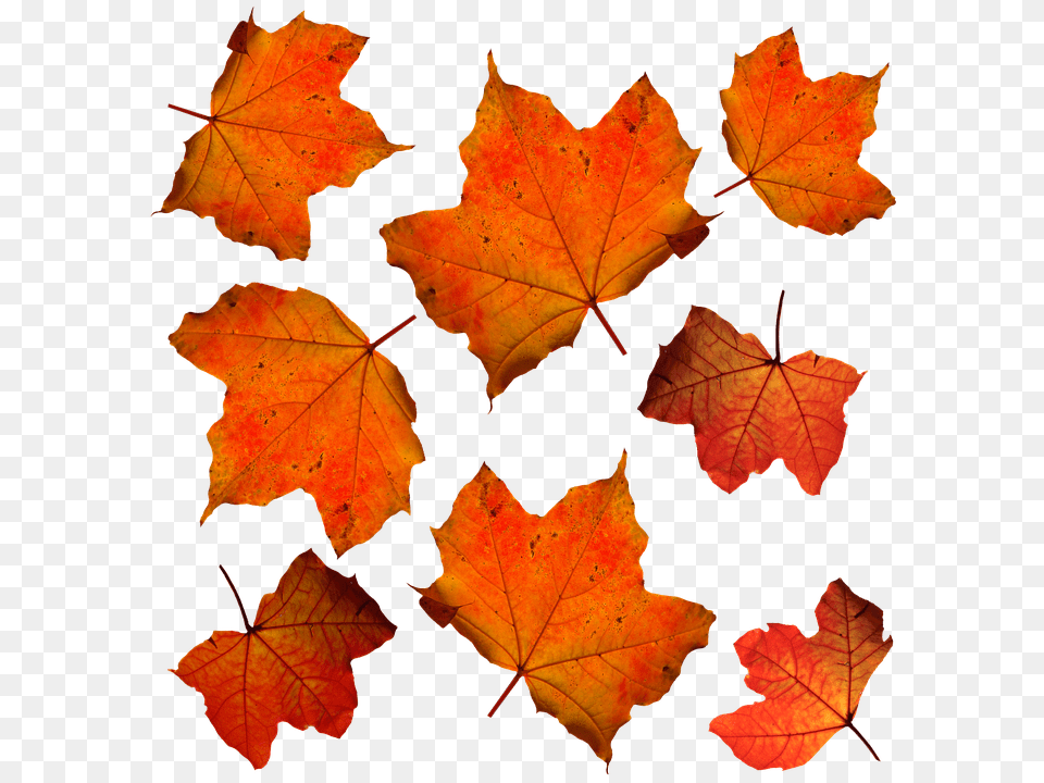Fall Leaf, Maple, Plant, Tree Png Image