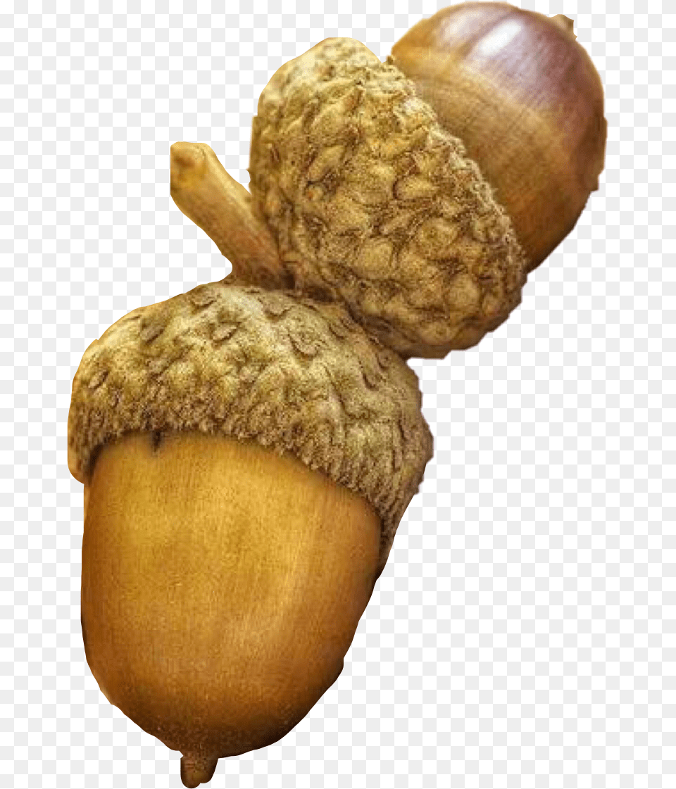 Fall Acorns Nuts Autumn Freetoedit Autumn Acorn, Food, Grain, Nut, Plant Free Png Download