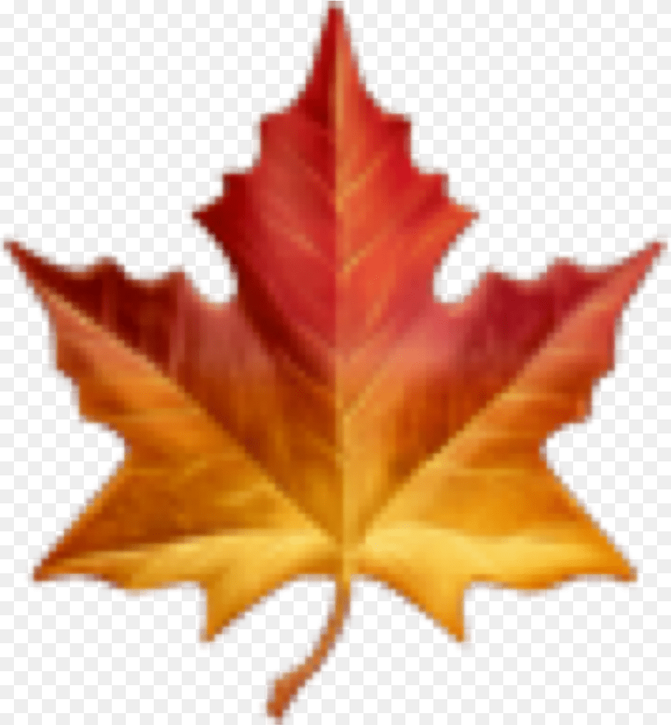 Fall Autumn Emoji Leaf Sticker By Thank U Maple Leaf Emoji, Plant, Tree, Maple Leaf, Animal Png