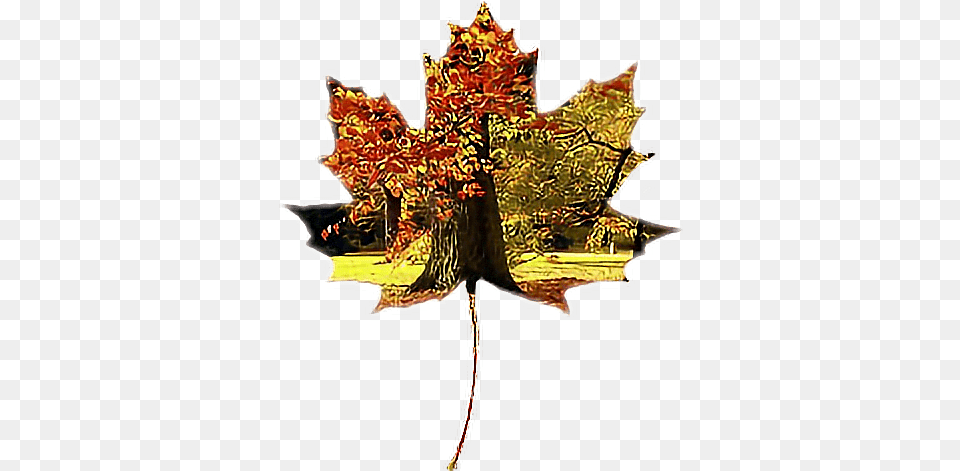 Fall Autumn Maple Leaf, Plant, Tree, Maple Leaf, Oak Free Transparent Png