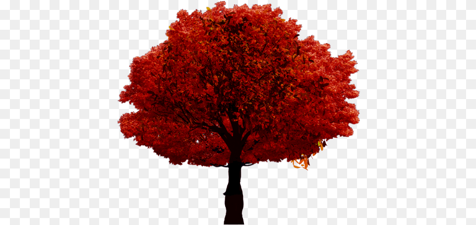 Fall Autumn Tree Arbre Sur Fond Blanc, Leaf, Maple, Plant Free Transparent Png