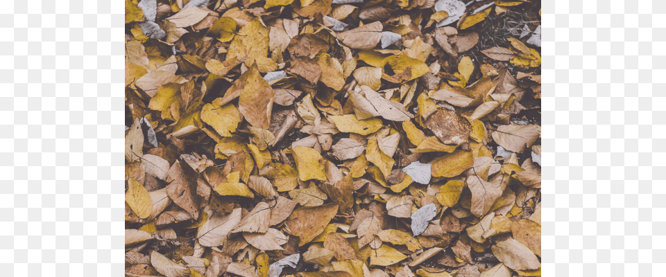 Fall Background Fallen Leaves, Leaf, Plant, Tree, Autumn Png Image