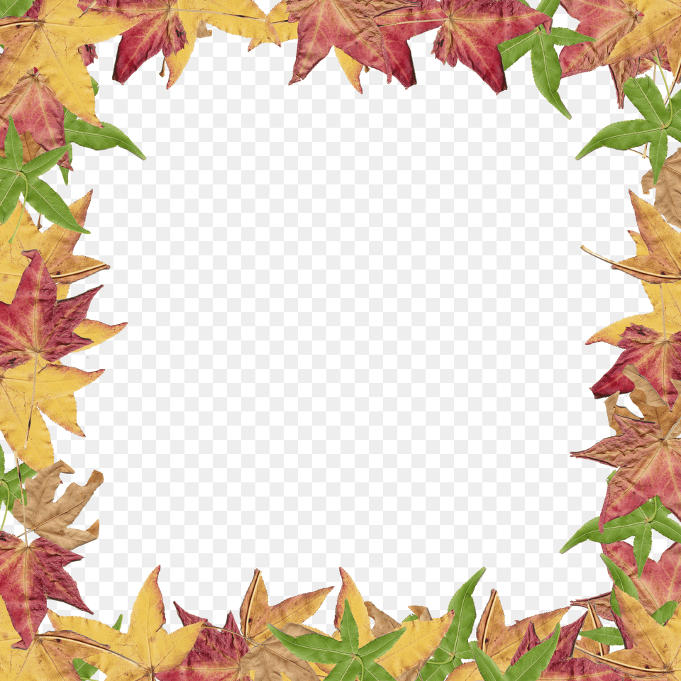 Fall Border Clipart, Leaf, Plant, Tree, Maple Png Image