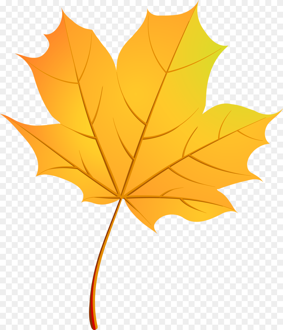 Fall Clipart Leaf Pattern Autumn Leaf Vector, Maple Leaf, Plant, Tree, Animal Free Png Download