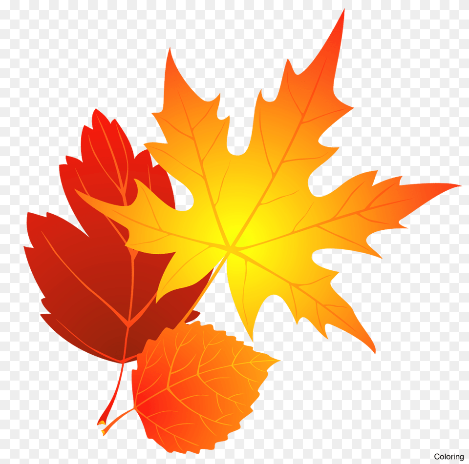 Fall Clipart November, Leaf, Plant, Tree, Maple Leaf Free Png