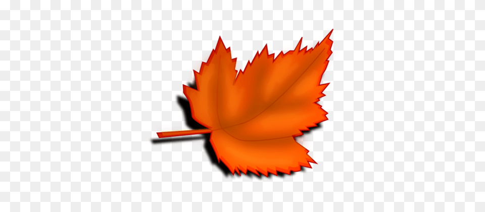 Fall Clipart Transparent Background, Leaf, Plant, Tree, Maple Png Image