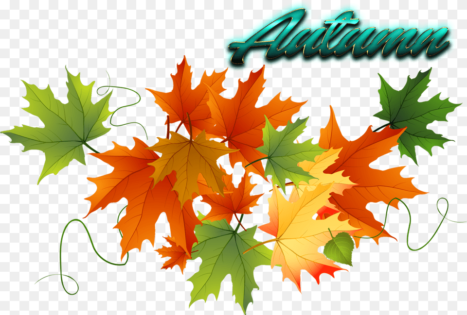 Fall Clipart Transparent Background, Leaf, Plant, Tree, Maple Png