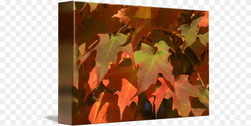 Fall Color By Masako Simmons Maple Leaf, Plant, Tree, Maple Leaf Png