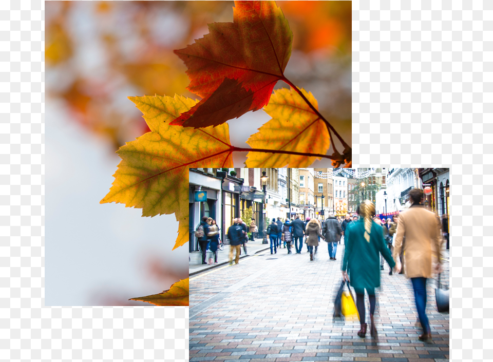 Fall Color Palette, Adult, Tree, Plant, Person Png Image