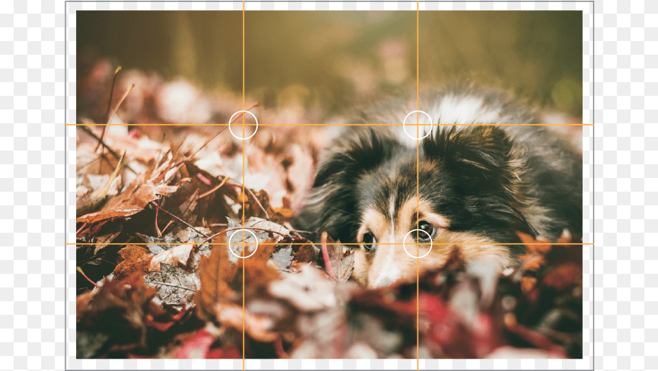 Fall Dogs, Animal, Plant, Pet, Mammal Free Transparent Png