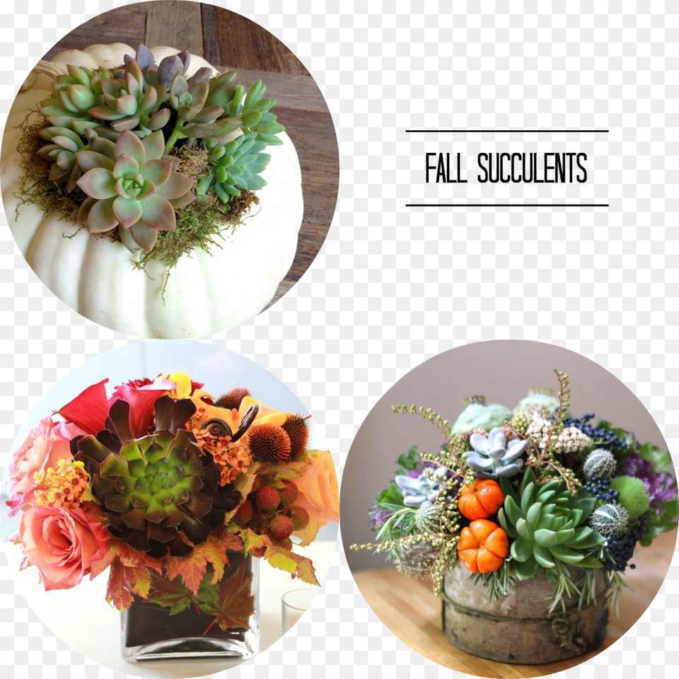 Fall Flowers, Art, Potted Plant, Plant, Pattern Free Transparent Png