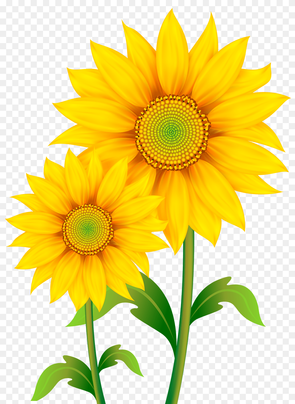 Fall Flowers Clip Art Free Png Download