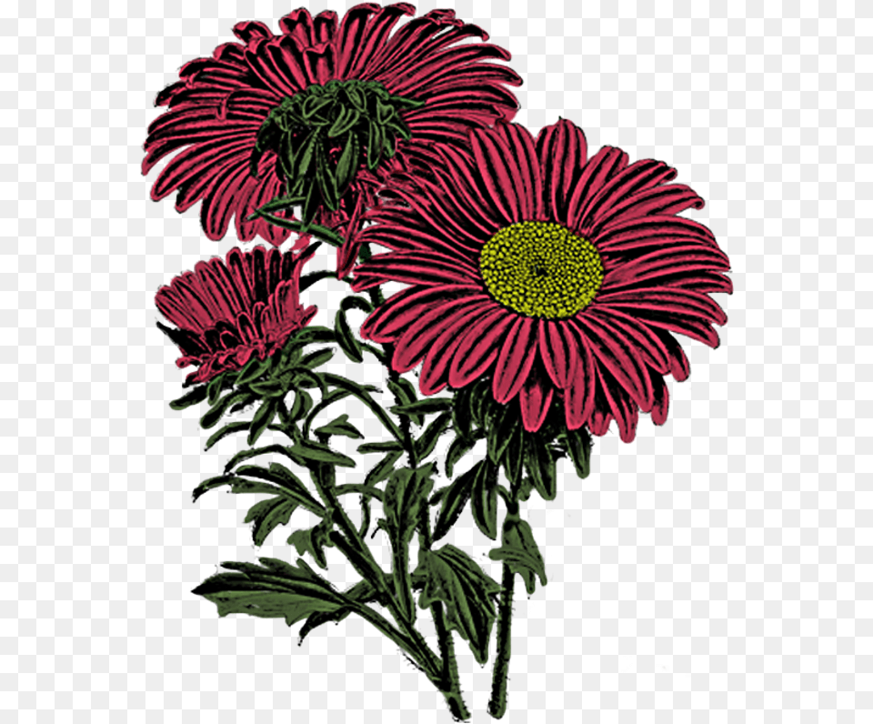Fall Flowers Dover Royalty Flowers, Daisy, Flower, Plant, Pattern Free Png Download