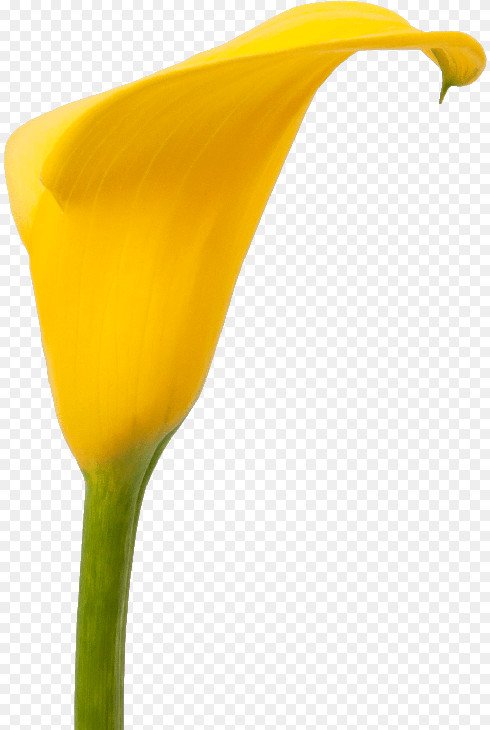 Fall Flowers Giant White Arum Lily, Flower, Petal, Plant, Araceae Png